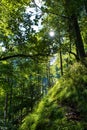 Sunlit Forest on Mountain in Austria Royalty Free Stock Photo