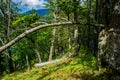 Sunlit Forest on Mountain in Austria Royalty Free Stock Photo