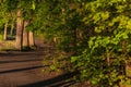 Sunlit forest path along trees, with long shadows and intense spring summer greenery. The path runs alongside a body of water. Royalty Free Stock Photo
