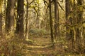 Sunlit Forest Path Historic Santiam Wagon Road