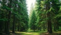 Sunlit Forest Path Lined with Tall Evergreen Trees pine nature Royalty Free Stock Photo