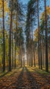 Sunlit Forest Path Lined with Tall Pine Trees image photo Royalty Free Stock Photo