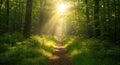 Sunlit forest path with lush greenery and tranquil morning light Royalty Free Stock Photo