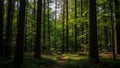 Sunlit forest path winding through tall pine trees with dappled light filtering through the dense green canopy Royalty Free Stock Photo