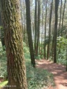 A sunlit forest path winds through tall pine trees and green undergrowth Royalty Free Stock Photo