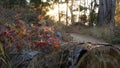 Sunlit forest undergrowth, leaves in sunlight. Morning sun in grove or woods.