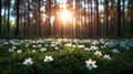Sunlit forest with white flowers in bloom amidst verdant moss Royalty Free Stock Photo
