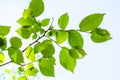 Sunlit fresh green leaves of elm tree and blue sky