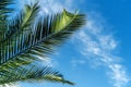 Sunlit fresh palm tree leaves on blue sky background. Natural tropical textured abstract background.