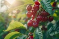 Sunlit Fresh Ripe Cherries Hanging on Branches with Green Foliage in Orchard at Golden Hour Royalty Free Stock Photo