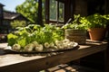 Sunlit garden displaying vibrant green hues of freshly grown parsley leaves in close up view.