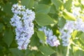 Sunlit gentle purple bloom branch of lilac among green foliage and flowers. Image with soft focus