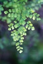 Sunlit Gingko biloba leaves macro bokeh background