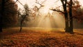 Sunlit glade in the autumn yellow forest Royalty Free Stock Photo