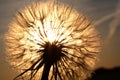 Sunlit goatsbeard Royalty Free Stock Photo