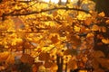 Sunlit golden leaves in autumn forest