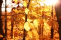 Sunlit golden leaves in autumn forest