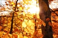 Sunlit golden leaves in autumn forest