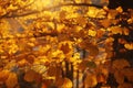 Sunlit golden leaves in autumn forest