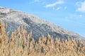 Sunlit golden reeds