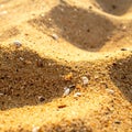 Sunlit Golden Sand Texture with Tiny Shell Fragments on Beach Landscape Royalty Free Stock Photo