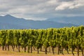 Sunlit grapevine rows in vineyard