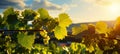 Sunlit grapevines in a picturesque vineyard, ideal for wine products or event promotions Royalty Free Stock Photo