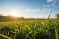 Grass Field and Sunshine Royalty Free Stock Photo