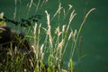 sunlit grasses on emerald background