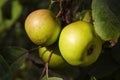 Sunlit green apples on a tree