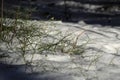 Sunlit green blueberry shoots in the snow