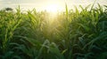 Sunlit Green Cornfield at Sunset Golden Hour Royalty Free Stock Photo