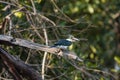 Sunlit Green Kingfisher on Branch Calling