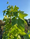 Sunlit Green Leaf Plant and Blue Sky