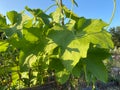 Sunlit Green Leaf Plant and Blue Sky in Summer in September