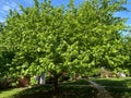 Sunlit Green Leaf Tree in Spring in April