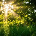 Sunlit green meadow Royalty Free Stock Photo