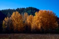 A Sunlit Grove Of Aspen Trees In A Pasture