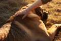 sunlit hand stroking the back of a lyingdown mastiff