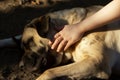 sunlit hand stroking the back of a lyingdown mastiff Royalty Free Stock Photo