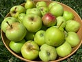 Sunlit Harvested Green Apples in Summer in July Royalty Free Stock Photo