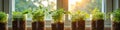 Sunlit herb garden in jars on window sill with growing plants at sunrise Royalty Free Stock Photo