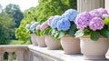 Sunlit hydrangeas flourishing in terracotta pots on a sunny balcony Royalty Free Stock Photo