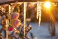 sunlit icicle dripping onto budding flowers Royalty Free Stock Photo