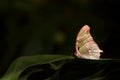 A juniper hairstreak butterfly perched on tropical foliage.