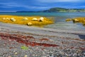 Sunlit Kelp beds at Rocky Harbour, Gros Morne National Park, Newfoundland, Canada