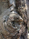 Sunlit Knotty Tree Bark