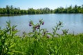 sunlit landscape around the lake, Symphytum officinale on the lake shore