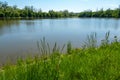 sunlit landscape around the pond, plants and trees around water