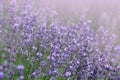 Sunlit lavender field Royalty Free Stock Photo